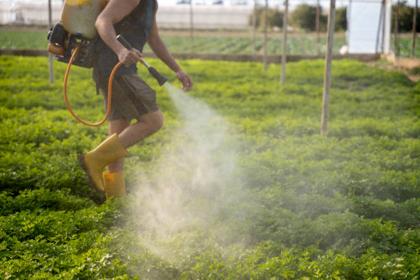 Trusted East Rancho Dominguez, CA Pest Control Experts