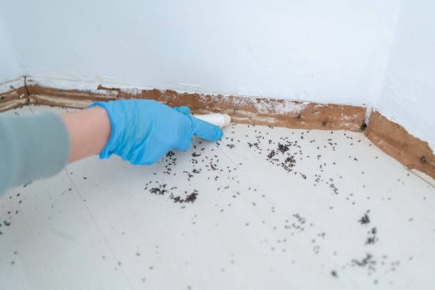 Best Local Pest Control Services  in East Rancho Dominguez, CA