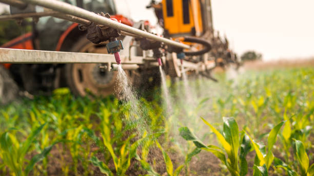 Best Ant Control Services  in East Rancho Dominguez, CA